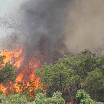 Photo d’un incendie de forêt
