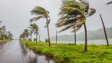 Palmiers pliant sous une tempête tropicale
